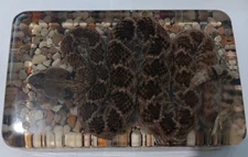 100% Genuine Diamondback Rattlesnake Taxidermy Snake In Resin VERY RARE