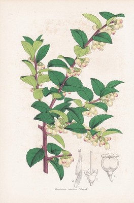 Vaccinium Ovatum America America flower botany botanical print litho Lemaire