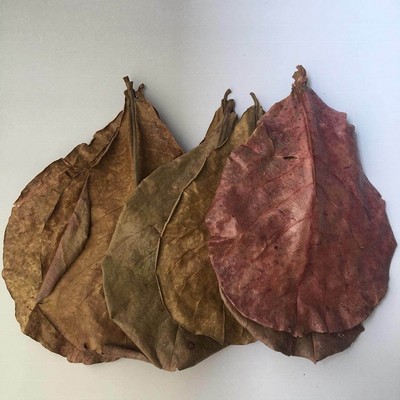 Indian Almond Leaves (Catappa Leaves) from natural 100%