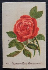 SUZANNE MARIE RODOCANACHI British Roses by British American Tobacco 1924 SILK