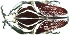 Goliathus Beetle