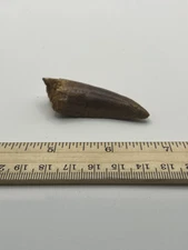 Tyrannosaurus T REX 2.25” African Carcharodontosaurus REAL FOSSIL CS 142