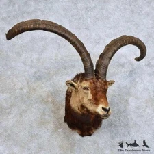 #15870 E | Gredos Ibex Taxidermy Shoulder Mount For Sale