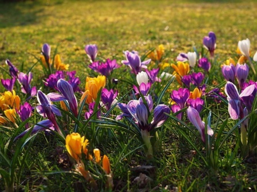 Krokus Mischung 50 Krokus Zwiebeln Blumenzwiebeln
