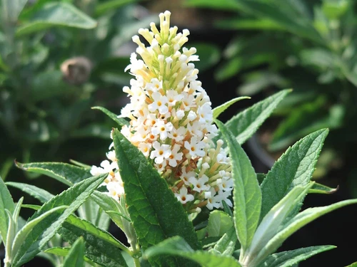 Zwerg-Sommerflieder Buddleja Butterfly Candy® Little White ideale Kübelpflanze