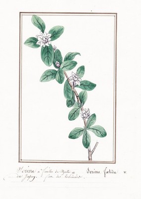 Serissa foetida Junischnee Botanik botany Aquarell watercolor drawing 1830