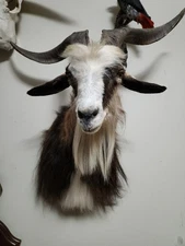Ram Goat Cool Horns Taxidermy Shoulder Mount 