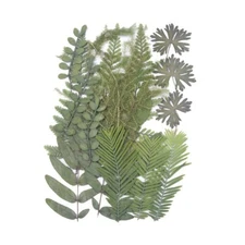 18PCS Real Pressed Dry leaves collection, 6 kinds leaves for DIY craft FCD501