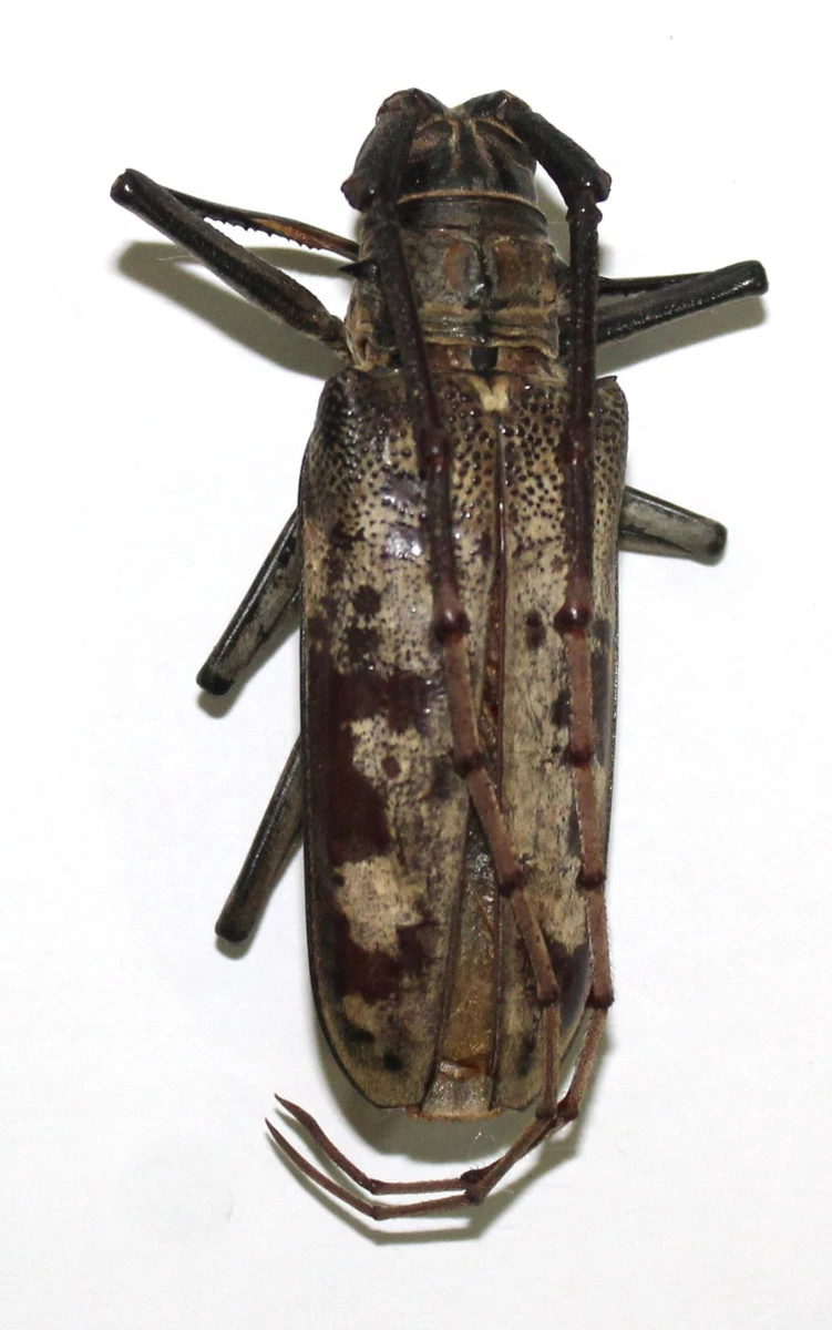 Batocera for sale | eBay