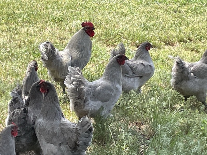 12 - One Dozen - Lavender Orpington Hatching Eggs Fertilized Pure Bred