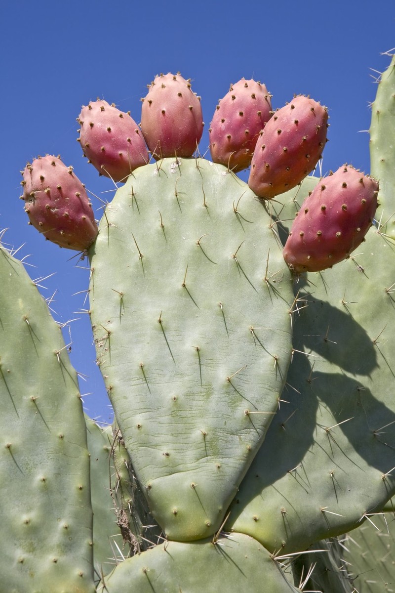 40 Giant Red Prickly Pear Cactus Fruit Seeds | Free Shipping | USA Seller |  eBay