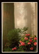 POSTCARD : CALIFORNIA - REDWOOD NATIONAL PARK CA - REDWOOD CREEK AREA