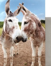 Funny Happy Anniversary Donkey Jackass Ass Asses Hallmark Greeting Card