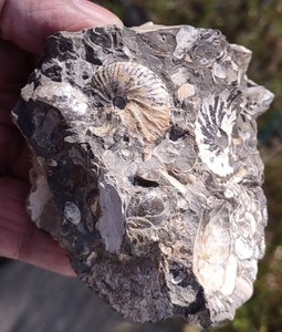 Seabed Hoploscaphites sp Multiple, Cretaceous, Pierre Shale, South Dakota, USA