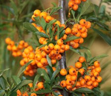 1-2000 PCS Seaberry Sea Buckthorn Tree Seeds Hippophae Rhamnoides Fruit 0157