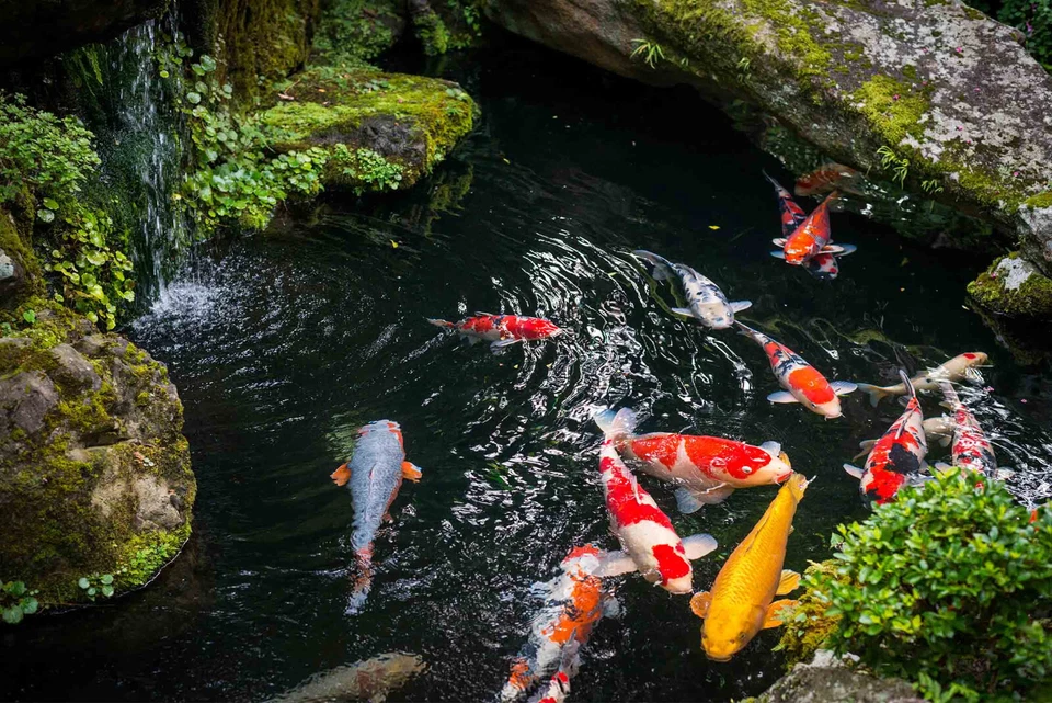 K+S Esco 12,5kg - 50kg Teichsalz für Zierfische wie auch Kois - Bild 2 von 2