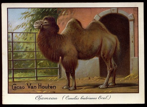 Chromo vers 1910 Cacao Van Houten Chameau