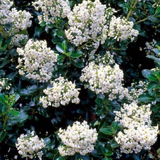 Escallonia Iveyi Bushy Scented Flowering Outdoor Potted Evergreen Shrub