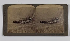 Stereoview Photo 23 Combined Horse Team Harvester Walla Walla Washington