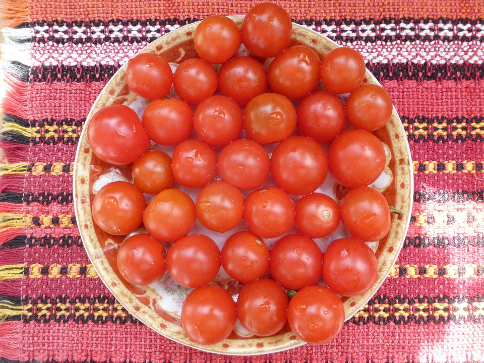 Mexikanische Honigtomaten,Süßeste Cocktailtomate, 10+ Samen - Bild 2 von 4