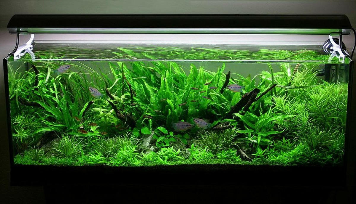 25 Live Aquarium COLDWATER Plants - Aquatic Fish Tank Green Fern | eBay