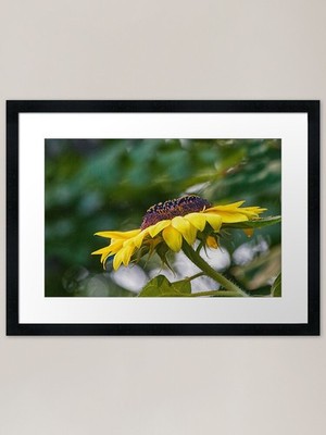 Gerahmter Kunstdruck Sonnenblume gerahmtes Wandbild Poster Leinwanddruck Bild