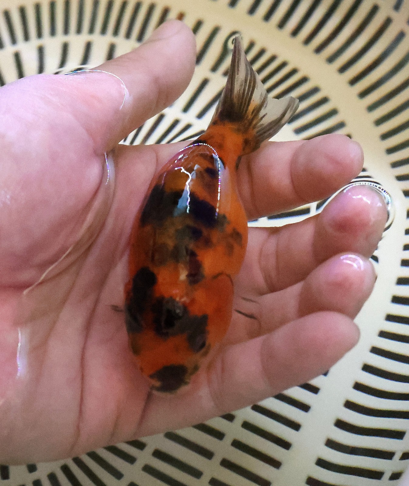 Live Fish 3 3/4“ inch Ranchu Goldfish BEST DEAL