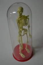 Skeleton Learning Toy Articulated Human Body 12" Tall 1991 Halloween Workman Pub