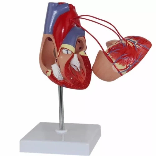 1:1Life Size Human Heart Model Cardiac Bypass Anatomical Model 2Parts Detachable