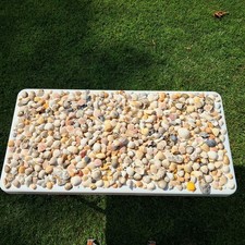 Large Seashell Lot Mixed Sizes  Colors Many From Garden City Beach SC - 13 lbs