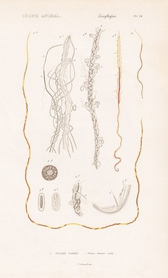 Würmer Filaria labiata Nematode Fadenwurm worms engraving Stahlstich Cuvier 1849