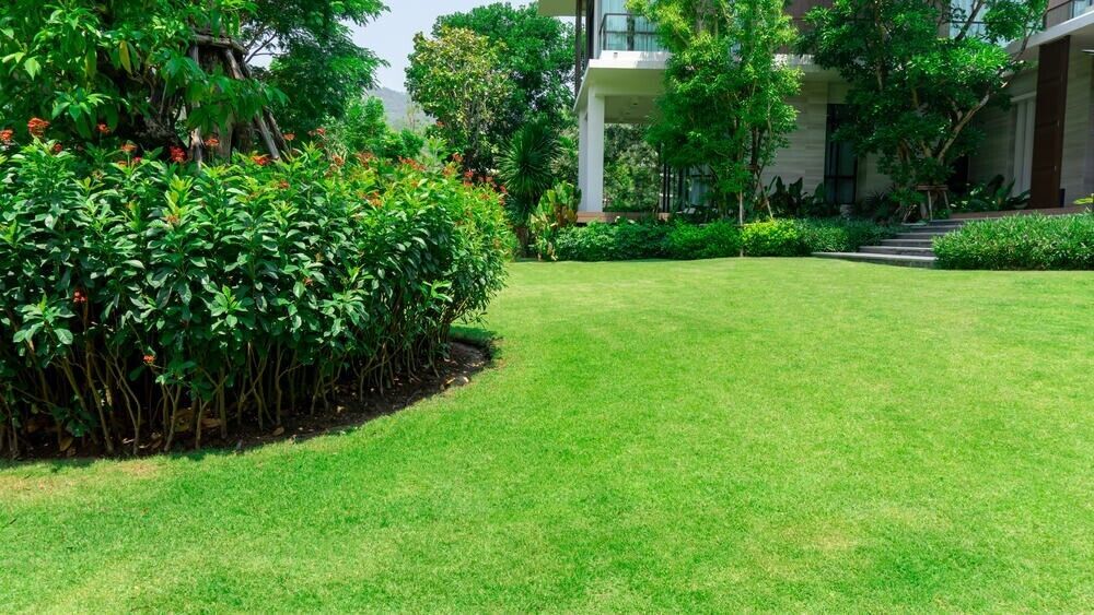 Zenith Zoysia Grass 3000 seeds eBay