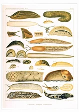 Alpine Slugs Vintage 1991 Print H. Simroth Old Picture CNHPS#121