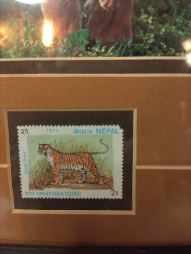Panthera Tigress Carrying Cub Framed Photo & Postal Stamp Nepal 1975 MJ Designs - Picture 4 of 10