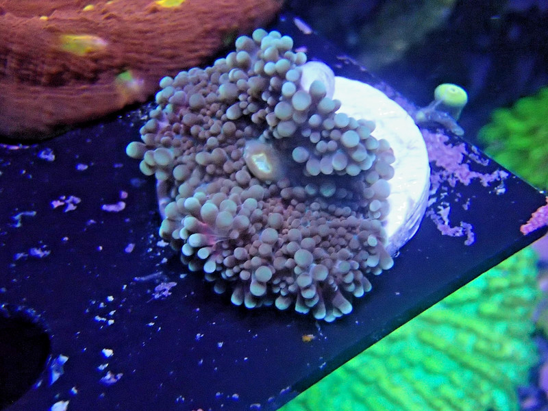 WYSIWYG yuma mushroom