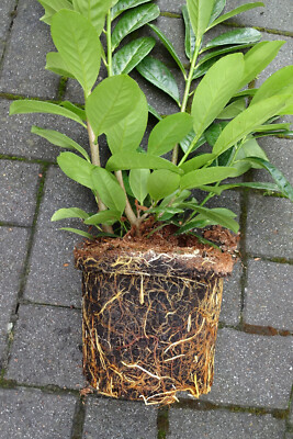 20st. Kirschlorbeer Novita 120-140cm im Topf Heckenpflanzen Prunus XXL |  eBay.de