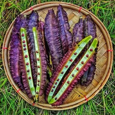 Semillas de frijol alado púrpura | Kamranga Seem | Semillas para plantar 98% + Germinación