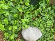 12 ENGLISH IVY Perennial GROUNDCOVER/shipped BAREROOT Priority Mail 