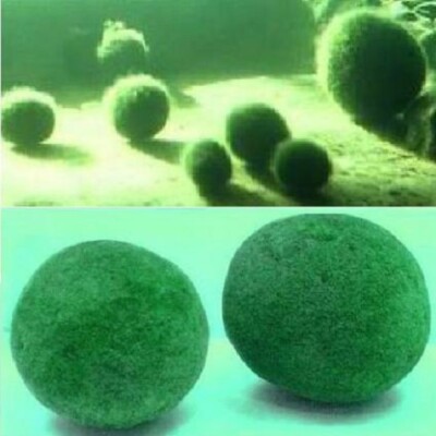 Moosball winterhart immergrüne Pflanze für den Gartenteich grüne Teichpflanzen