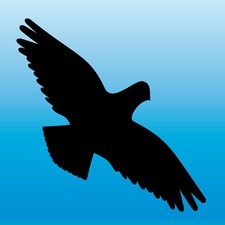Birdsticker Durchsichtige Aufkleber Vogelschutz Vogel Fenster Transparent Gunstig Kaufen Ebay
