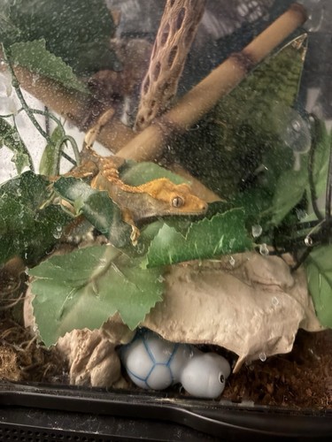 Crested Gecko with 20 gallon bioactive terrarium. Text me for video (LOCAL ONLY)