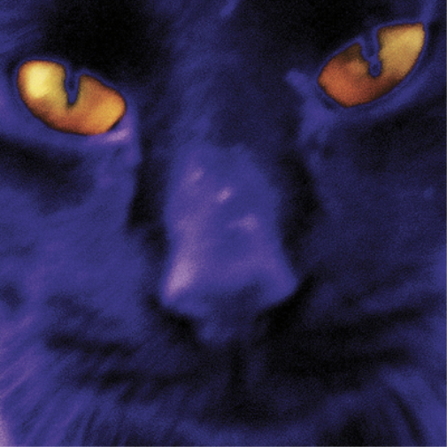 David Kilgour and The Heavy Eights Bobbie's a Girl (Vinyl LP) 12" Album