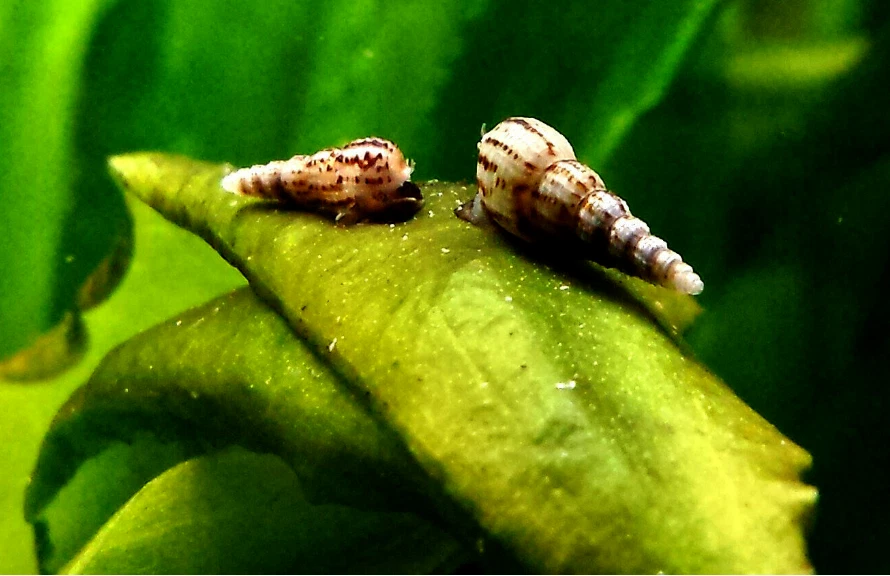 Ramshron/Caracol Trump Caracol/Estanque Caracol Diseñador Caracoles Vivos Acuario de Agua Dulce Foto 2 de 4