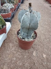 Astrophytum  Onzuka V Type
