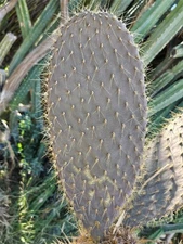 Galapagos Opuntia Echios var. Gigantea - Large Size Pad Cutting 16 Inch