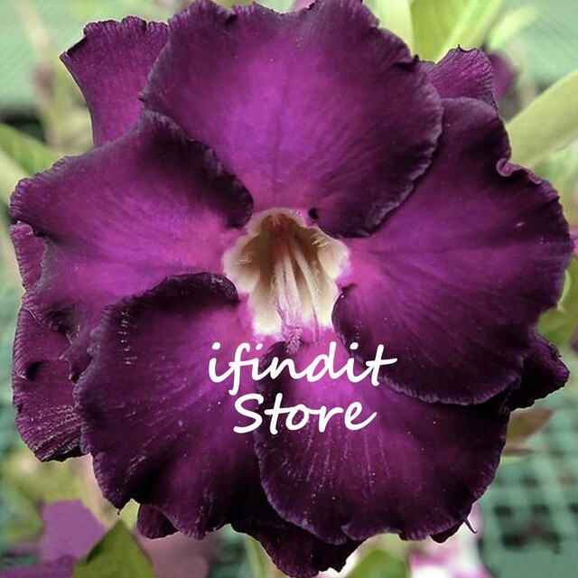 Adenium Obesum Desert Rose Plant Bonsai Double Flowered 62 Good