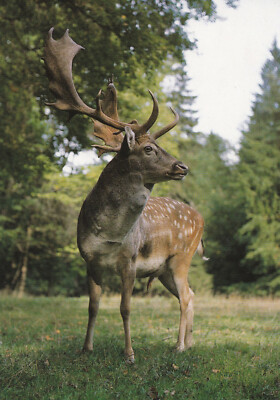 Ansichtskarte: Damhirsch - fallow deer - le daim