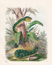 Giftschlangen Sumatra Schleichen Schlangen snakes Reptilien Lithographie 1856
