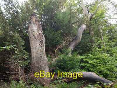 Foto 6x4 Eibe bei Fames Rough Banstead Alles ist Verwirrung, aber ich glaube c2007