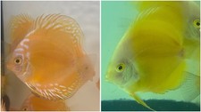 Pack 2 Live Discus Fish 3.5" To 3.75" Shipping Overnight